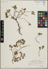 Foto von Salix herbacea L. x Salix nummularia Andersson